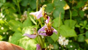 Bee Orchid - Close up